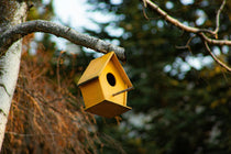 Que mettre dans un nichoir ?