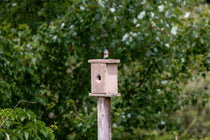 Faut il enlever le nid dans un nichoir ?