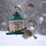 Mangeoire suspendue pour oiseaux – Distributeur de graines étanche - Vignette | Le Refuge des oiseaux