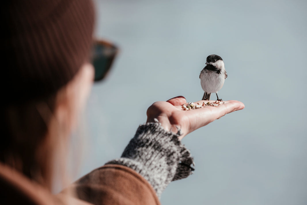 Comment orienter un nichoir ?