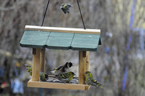 Quel nichoir pour quel oiseau ?