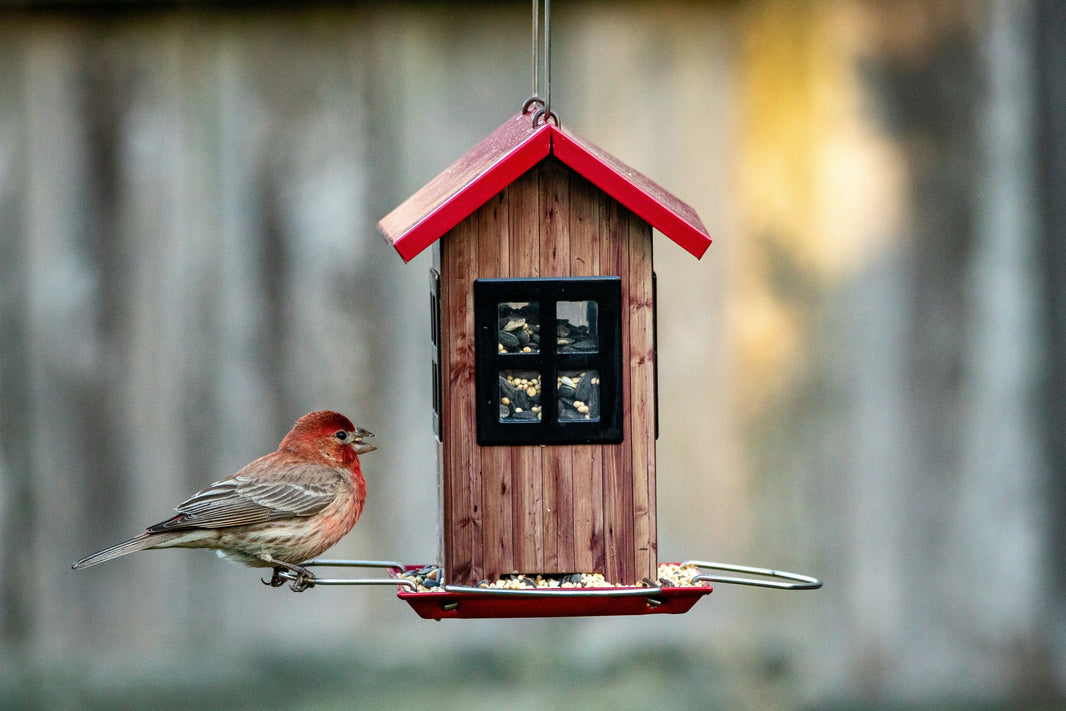 Quand installer un nichoir à mésange ? Le guide complet pour un jardin vivant