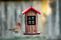 Quand installer un nichoir à mésange ? Le guide complet pour un jardin vivant