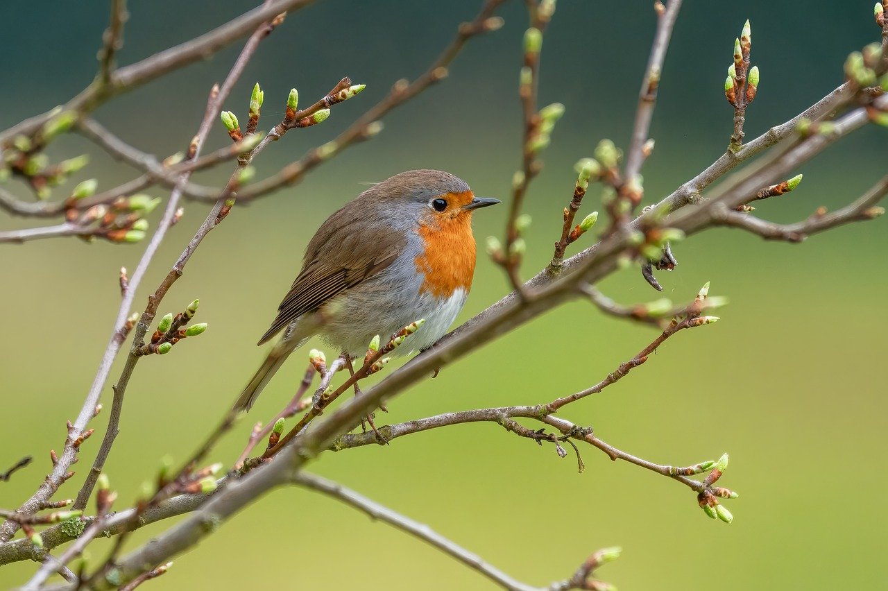 oiseau rouge gorge