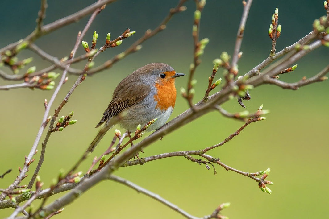oiseau rouge gorge