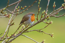 oiseau rouge gorge