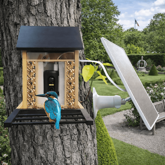 Mangeoire connectée pour observer les oiseaux
